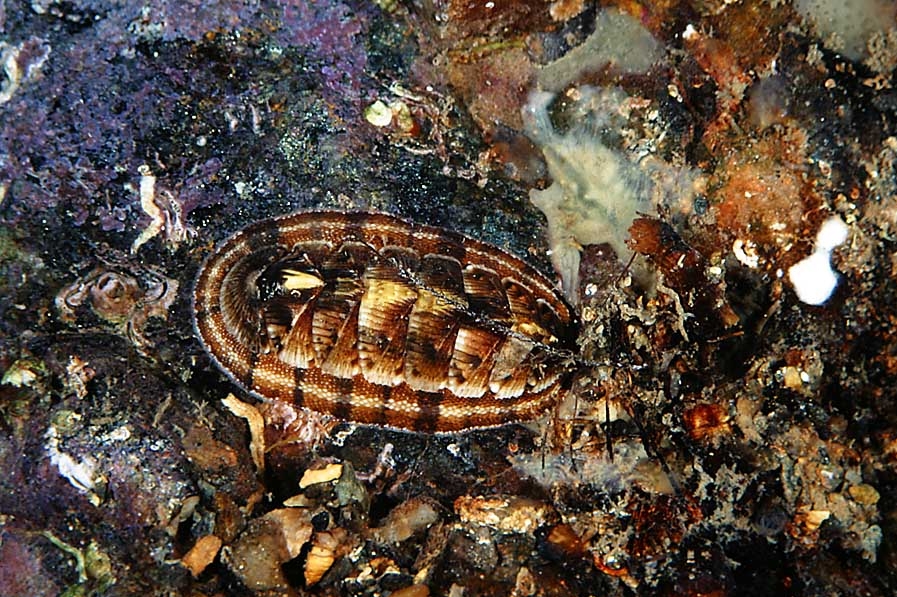 Chiton corallinus